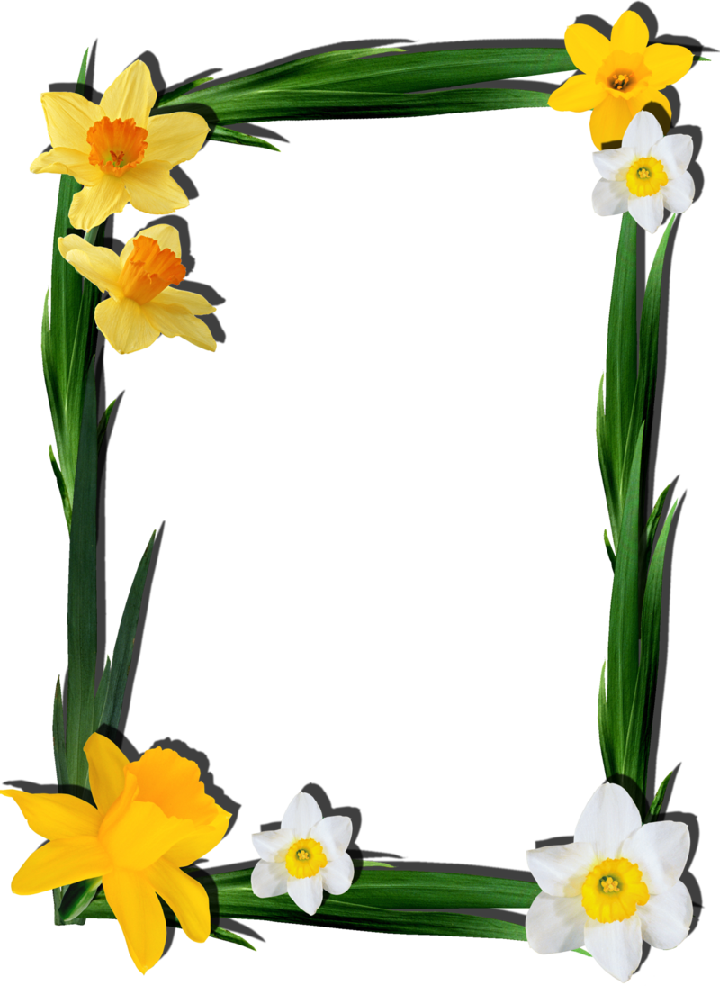 Spring Daffodil Frame Design.png