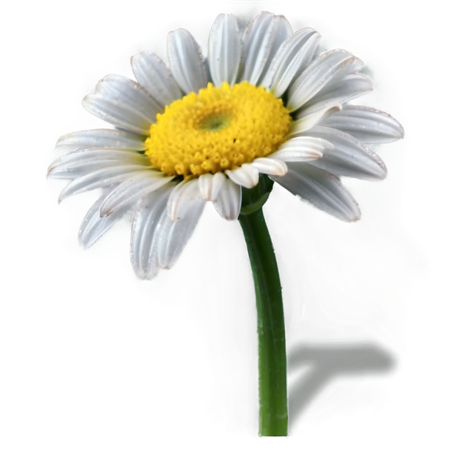 Spring Daisy Png 05212024