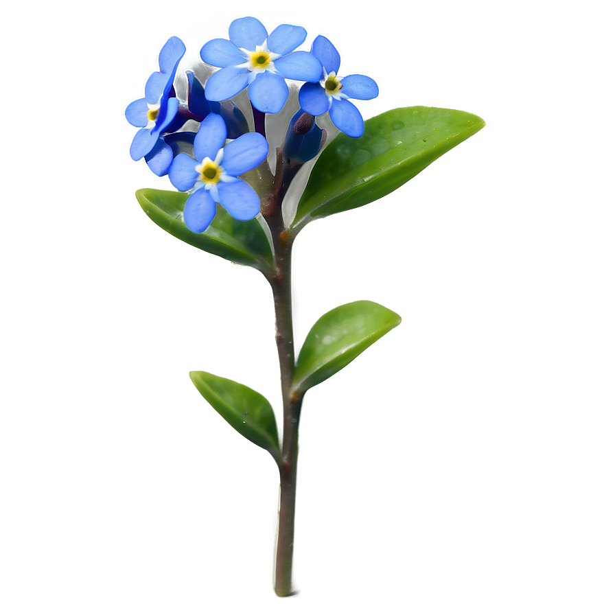 Spring Forget-me-not Png Fkc