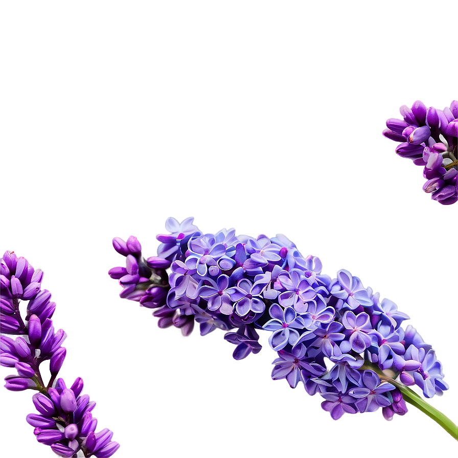 Spring Lilac Png 06122024