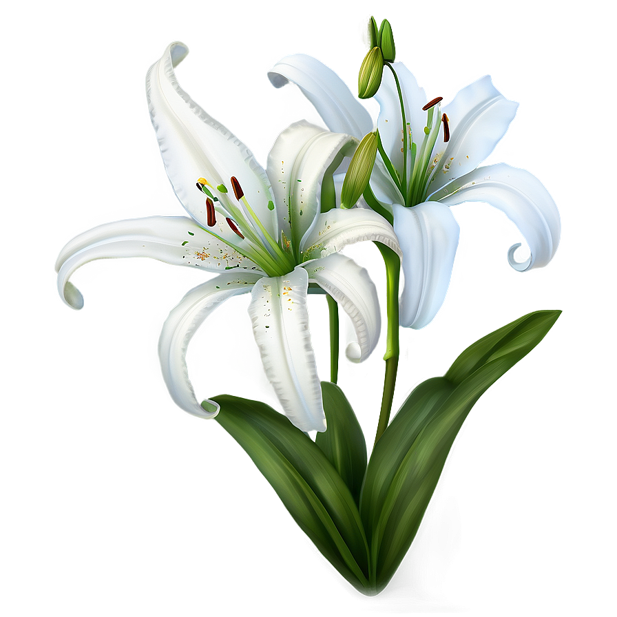 Spring Lily Flower Png Yec54