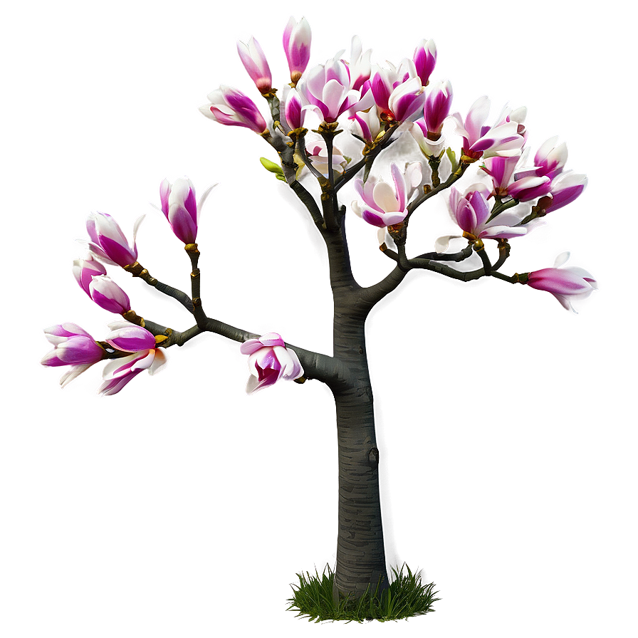 Spring Magnolia Tree Png 06212024