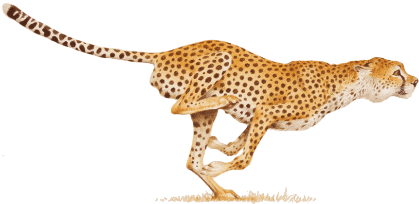 Sprinting Cheetahin Action.png