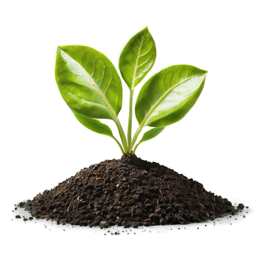 Sprout In Soil Png Bru