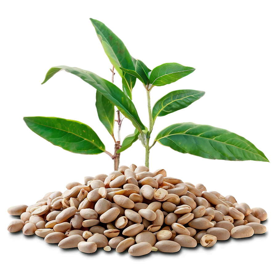 Sprouted Beans Png 05242024