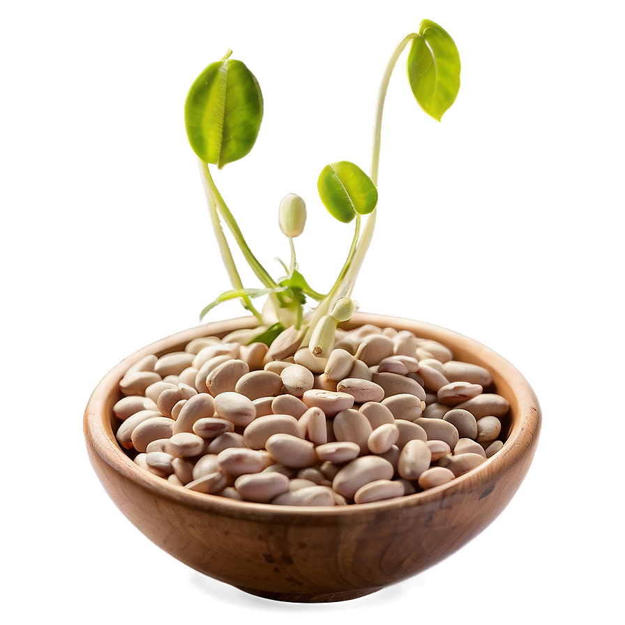 Sprouted Beans Png Kyd