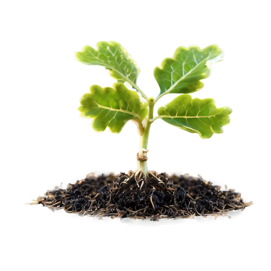 Sprouting Oak Seedling Png 06262024