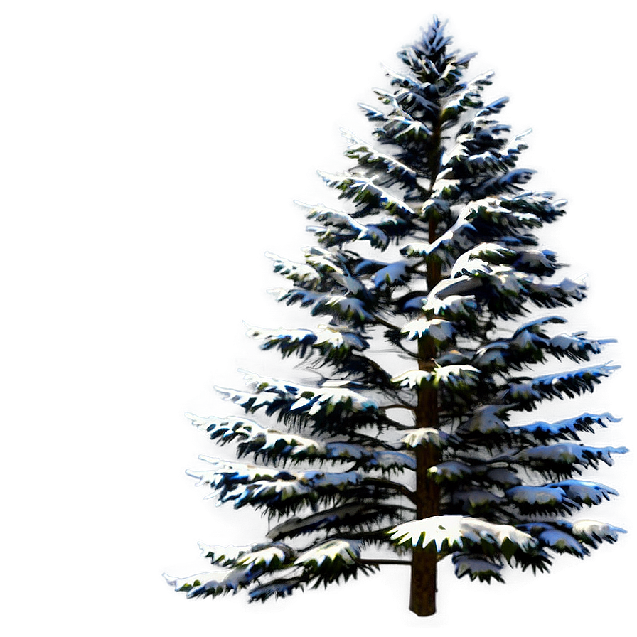 Spruce Tree In Four Seasons Png 31
