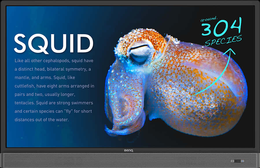 Squid Educational Display