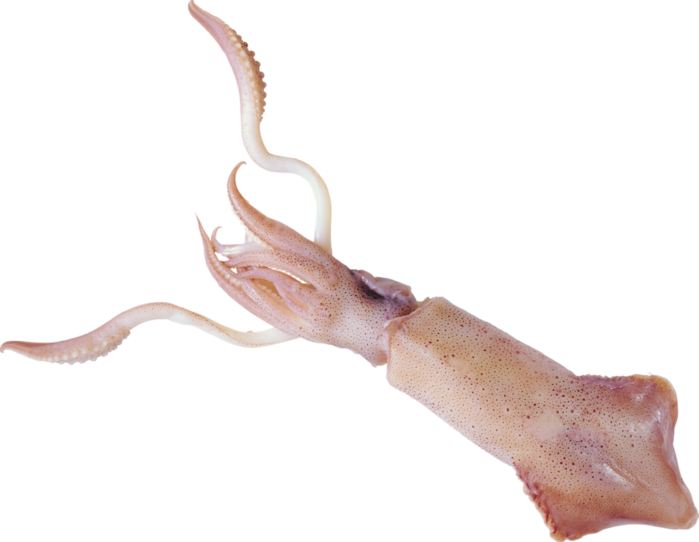 Squid Specimen Isolated