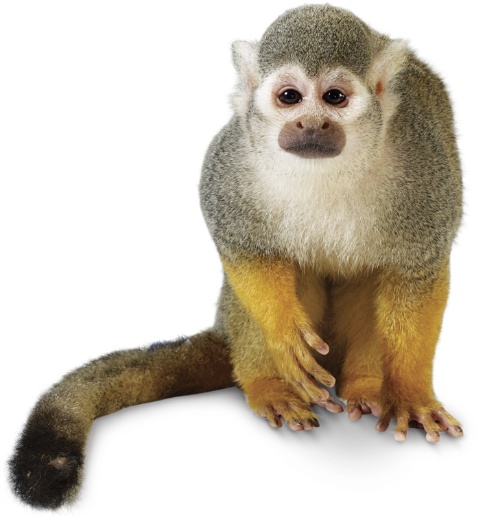 Squirrel Monkey Portrait