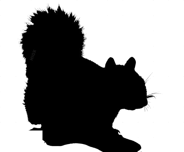 Squirrel Silhouette Profile