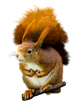 Squirrel_with_ Twisted_ Body_ Illusion