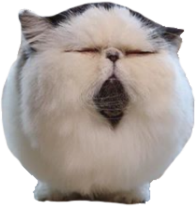 Squished Persian Cat Face.png