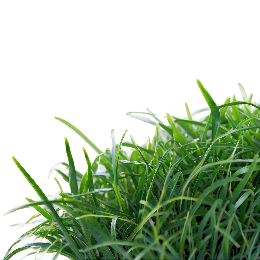 St. Augustine Grass Png 79