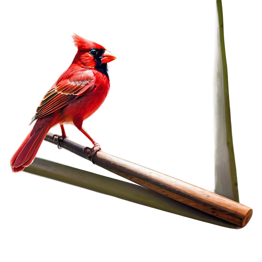 St. Louis Cardinals Logo Png 06252024