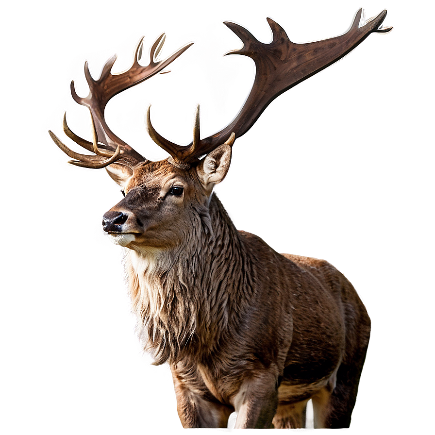 Stag And Nature Png Ixg