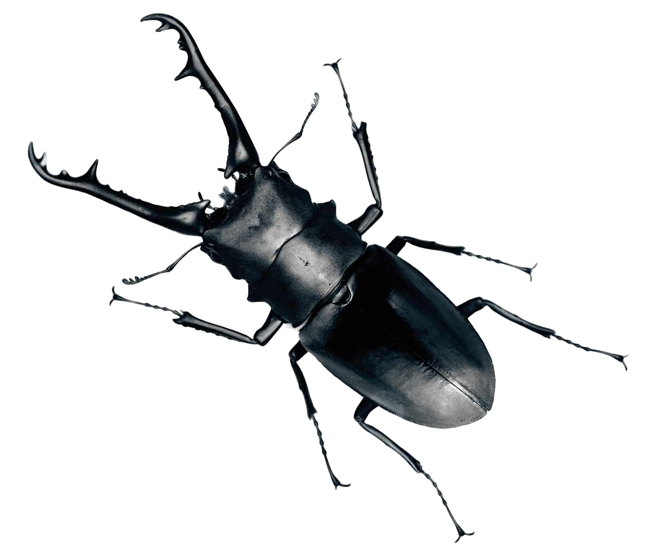 Stag Beetle Portrait