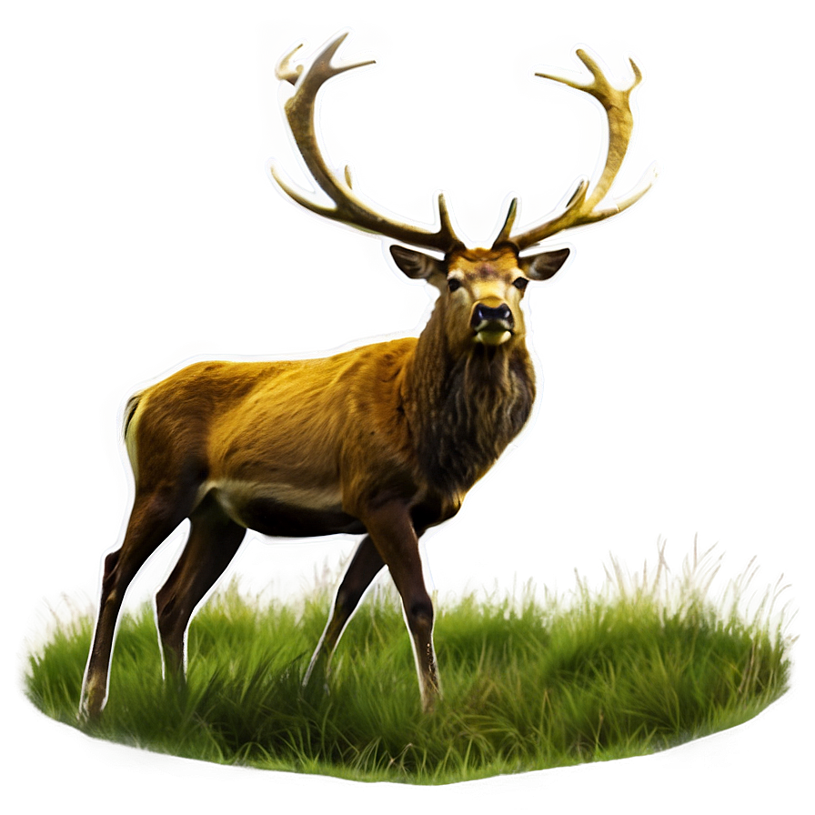 Stag In Grassland Png 06292024