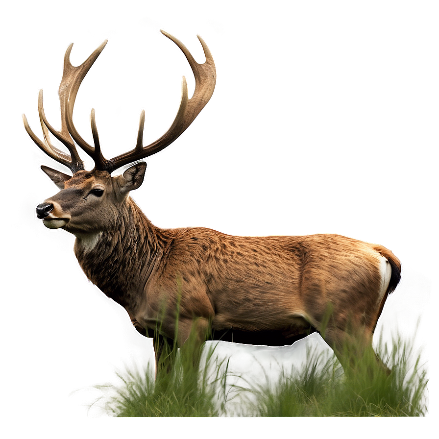 Stag In Grassland Png Nko