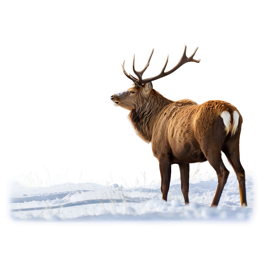 Stag In Snow Png Amq63