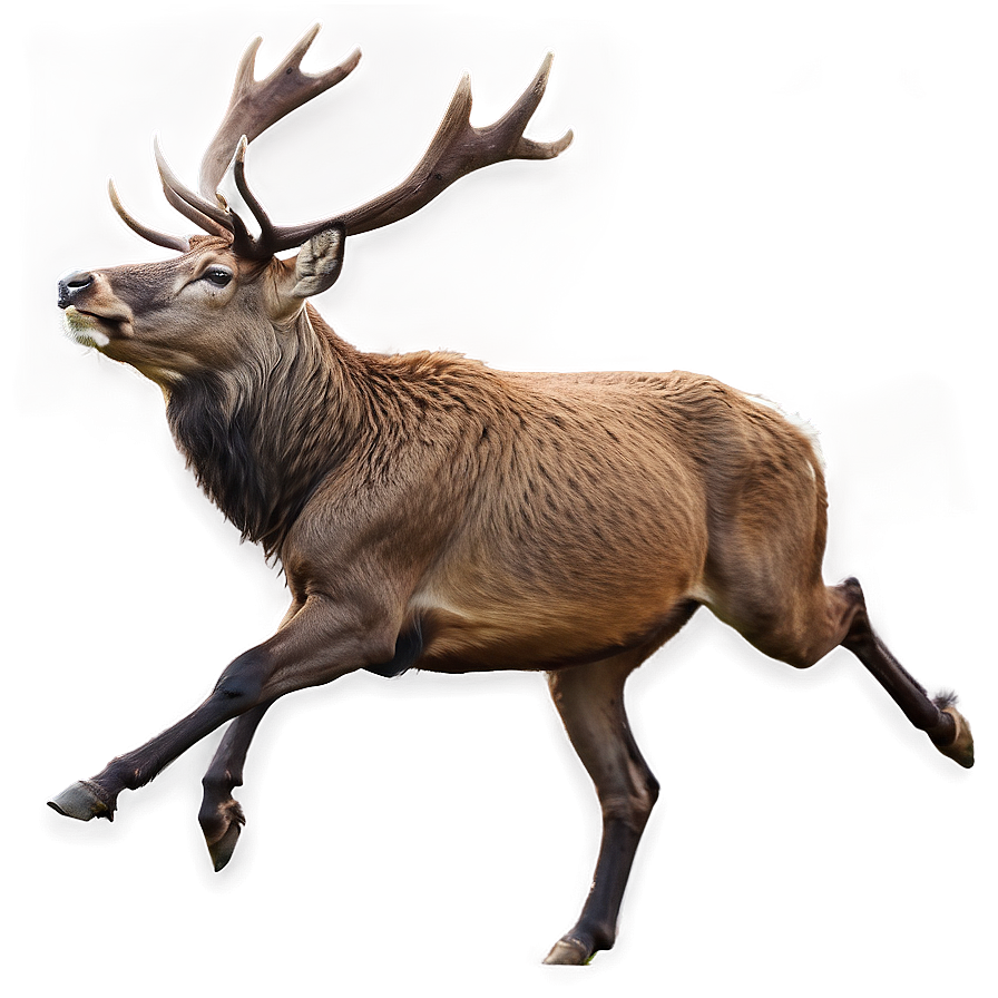 Stag Running Wild Png Aut