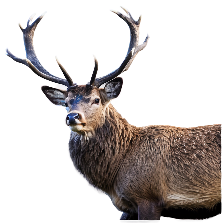 Stag Wildlife Photography Png 35