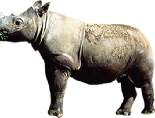 Standalone Rhinoceros Profile