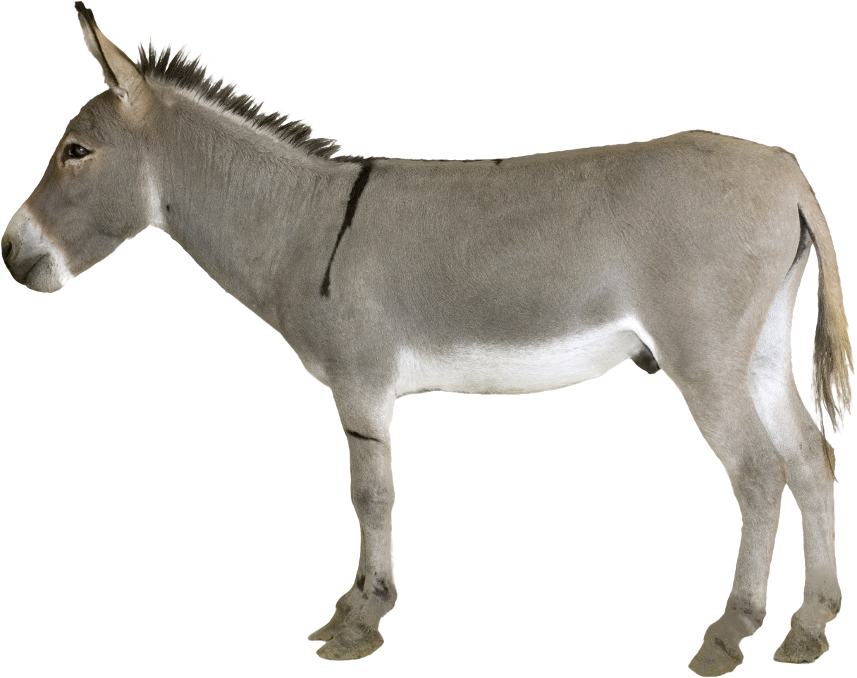 Standing Donkey Profile View