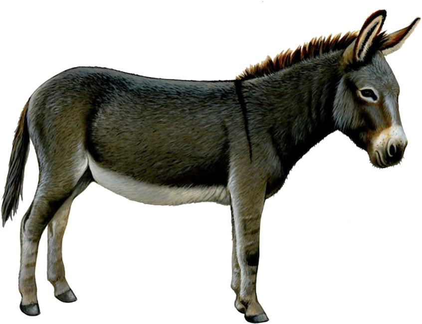 Standing Donkey Transparent Background.png