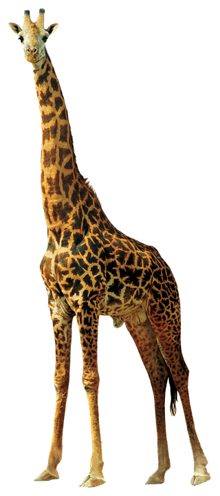 Standing Giraffe Isolated Background