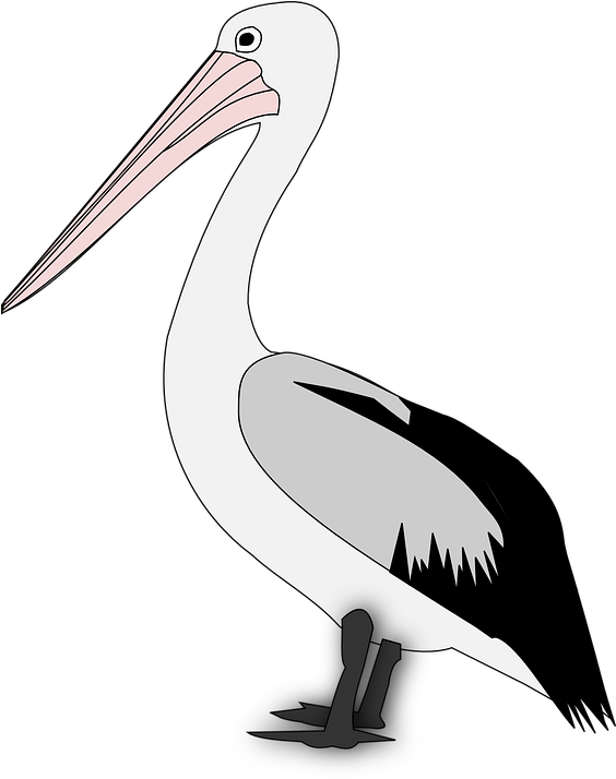 Standing Pelican Illustration.png