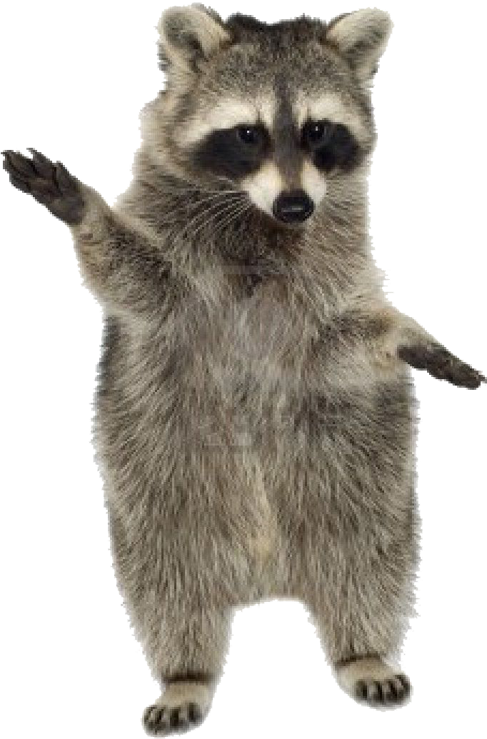 Standing Raccoon Gesture