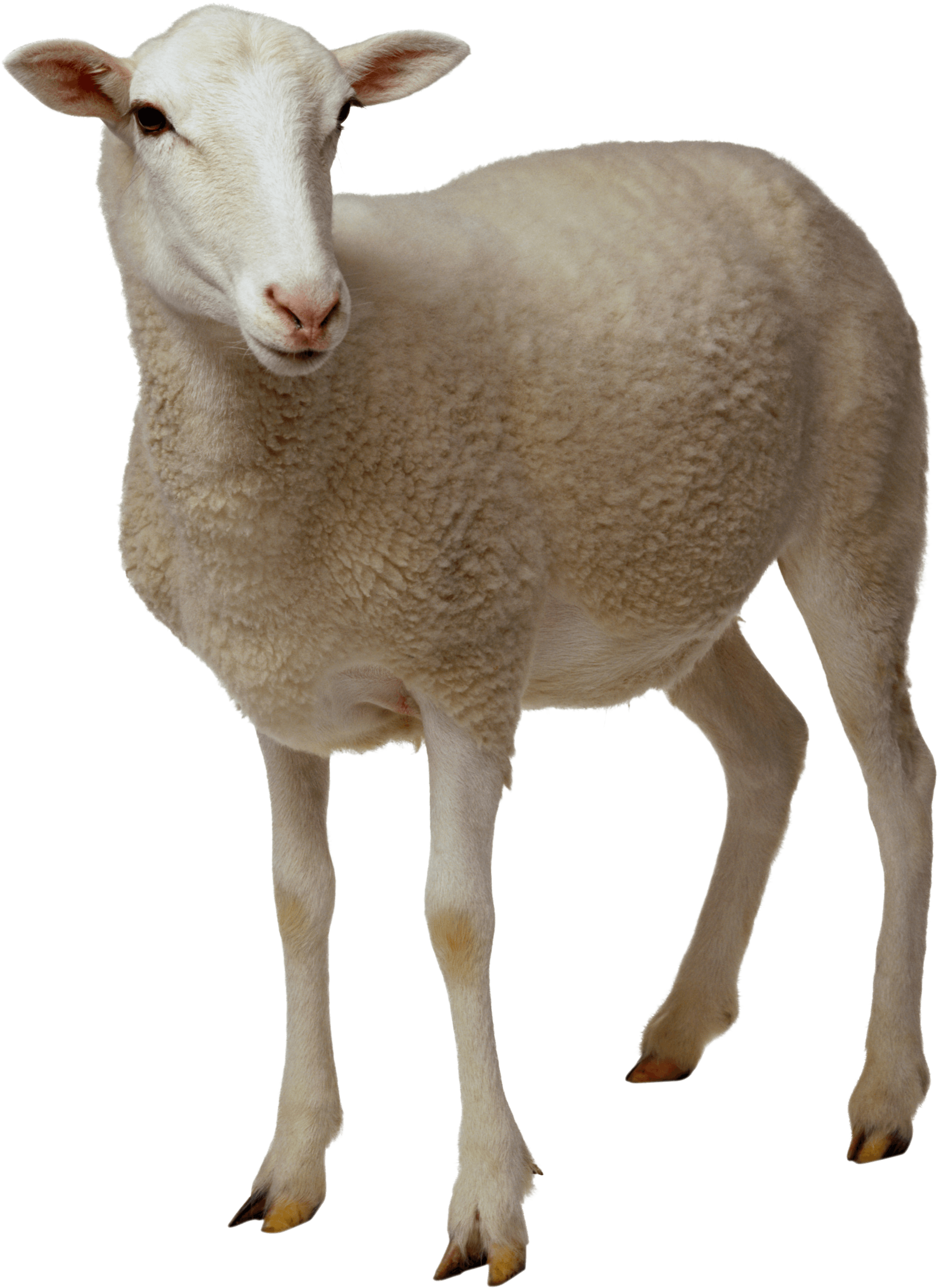 Standing White Sheep Isolated