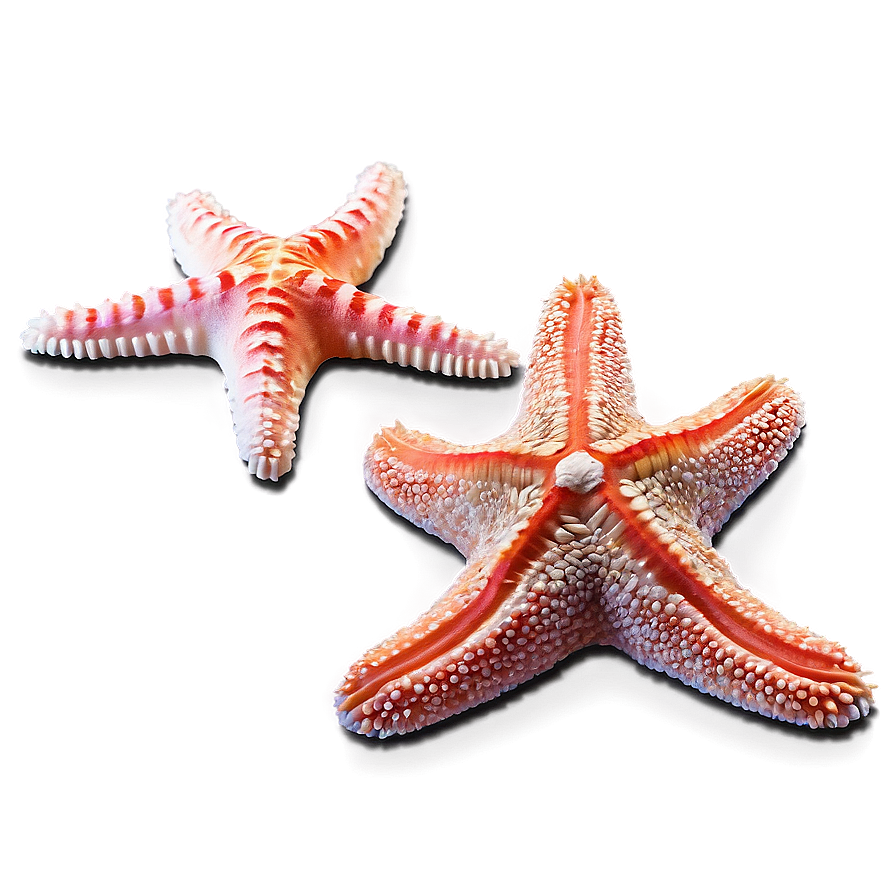 Starfish And Coral Reef Png 43