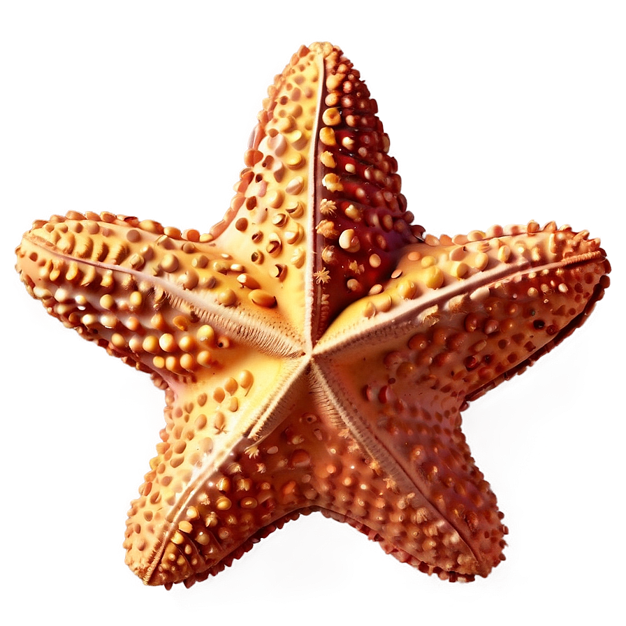 Starfish Emoji Png 05242024