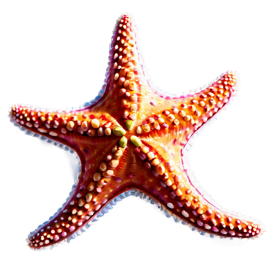 Starfish For Kids Png Kcc