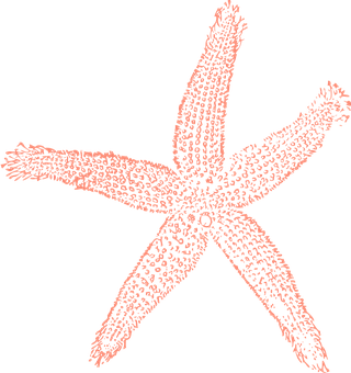 Starfish Illustration Black Background