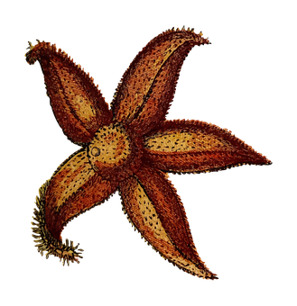 Starfish_on_ Black_ Background