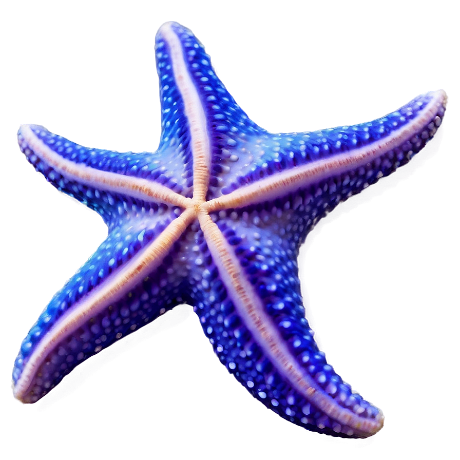 Starfish On The Beach Png 17