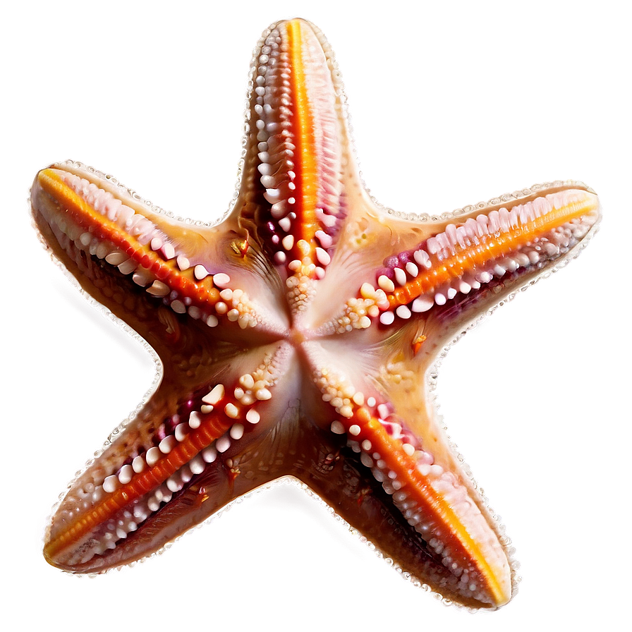 Starfish On The Beach Png Fnn