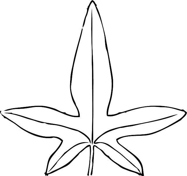 Starfish Silhouette Graphic