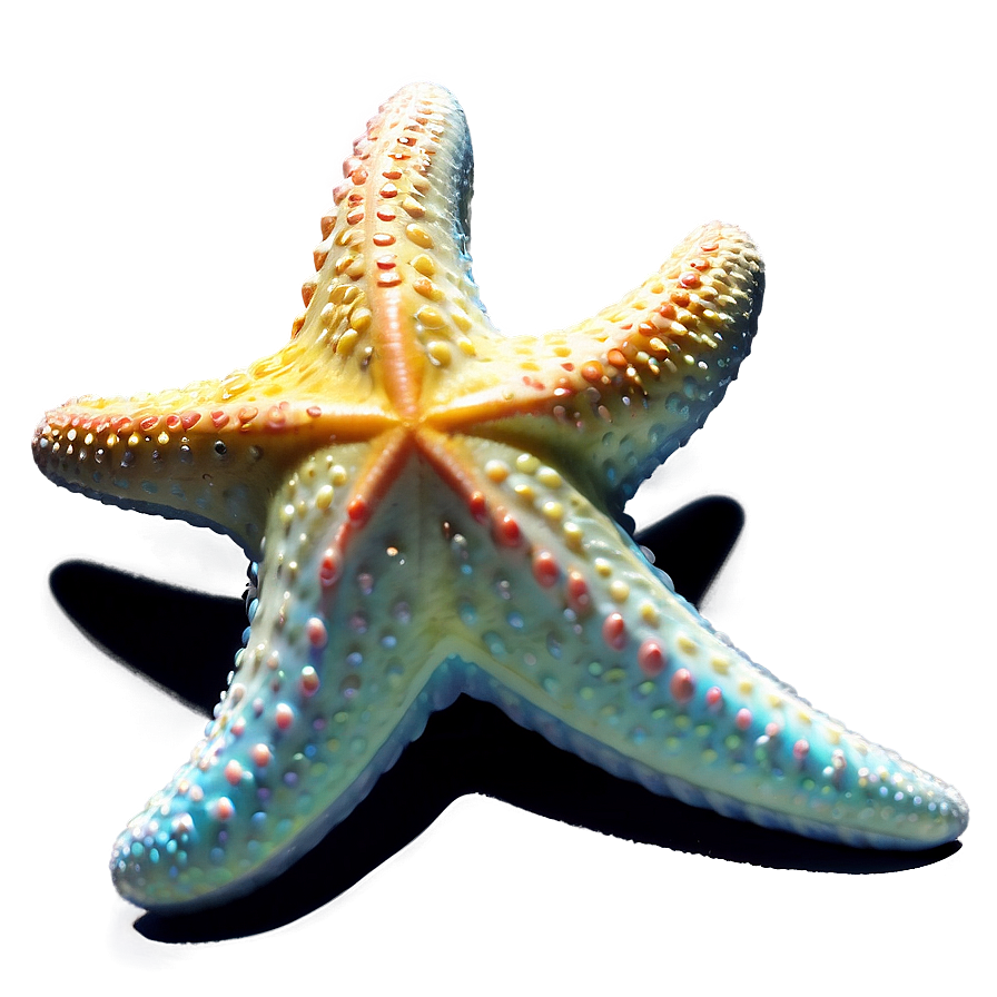 Starfish Transparent Png 05262024