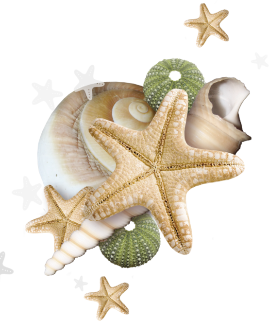Starfishand Seashells Clipart