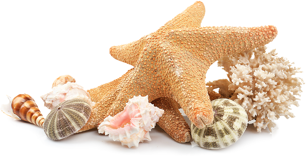 Starfishand Seashells Collection