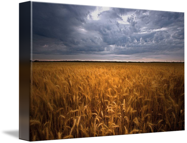 Stormy Sky Over Golden Wheat Field