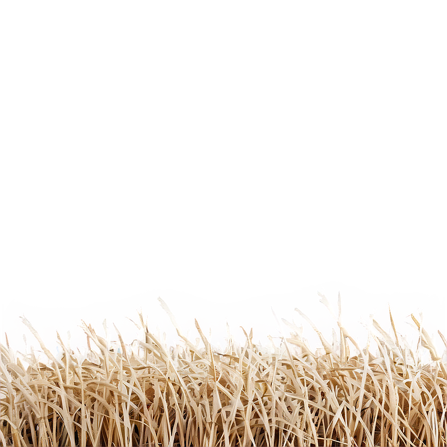 Straw-like Dry Grass Png Hxv