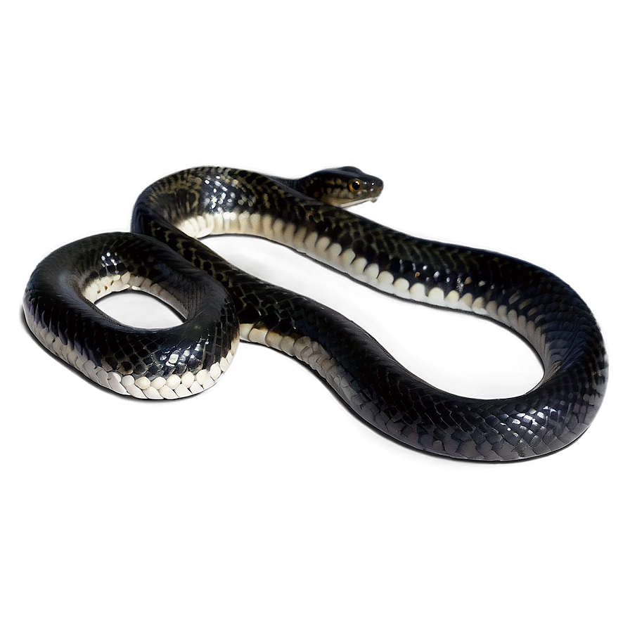 Striking Black Snake Png 06132024