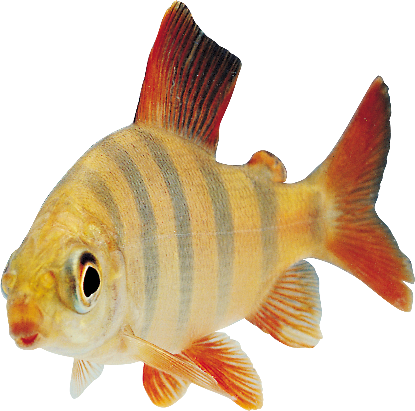 Striped Aquarium Fish.png