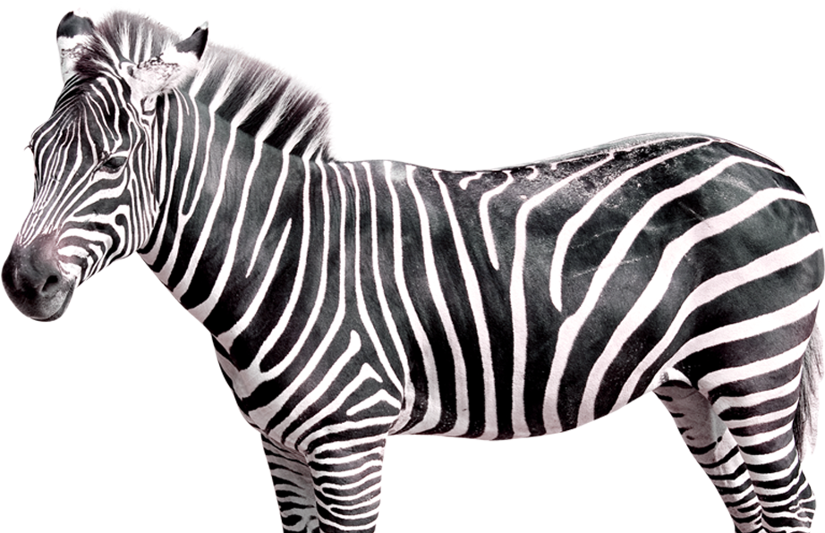 Striped Beauty Zebra Profile
